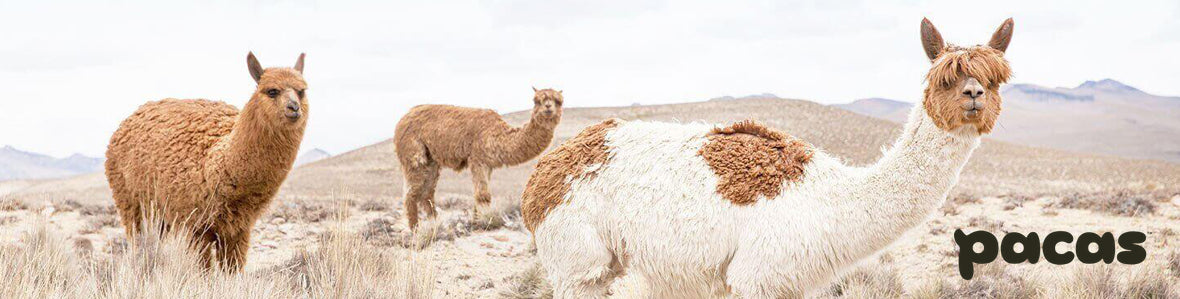 GoBros is proud to offer and sell Pacas Socks! Socks made from Alpaca wool
